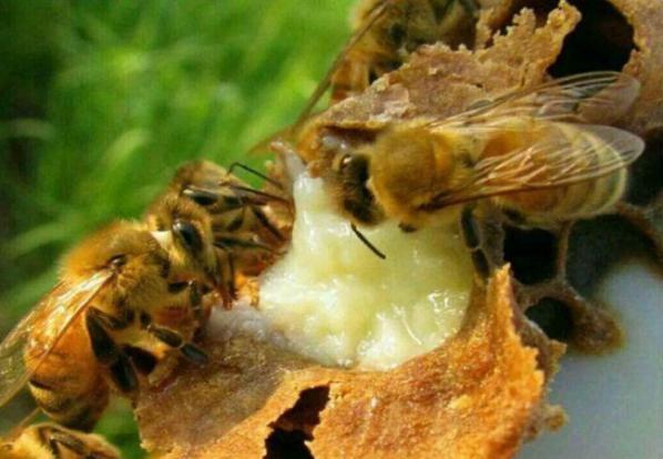 بازار توزیع ژل رویال عسل