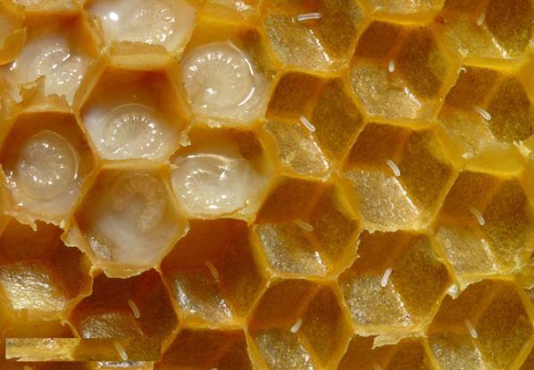 تولیدکننده ژل رویال طبیعی از عسل وحشی