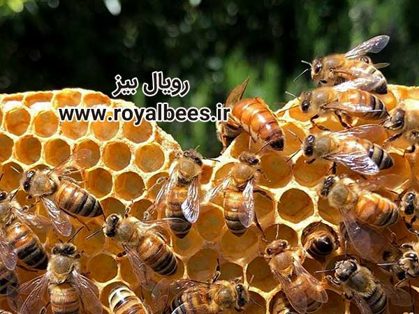 قیمت کیلویی ژل رویال اصل زنبور عسل