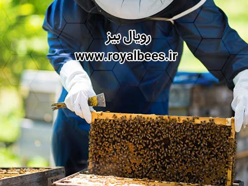 تولید ژل رویال اصل زنبور عسل