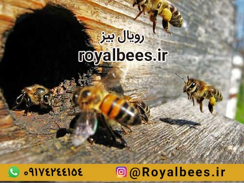 درمان آرتروز با زهر زنبور عسل