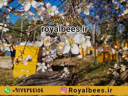 قیمت موم عسل طبیعی در اصفهان